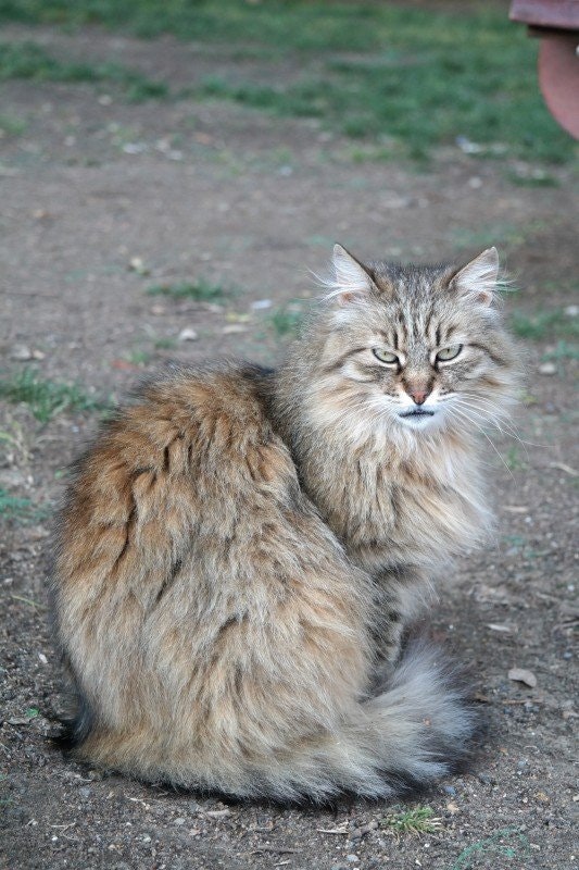 Sibirisk katt: allt du behöver veta om rasen