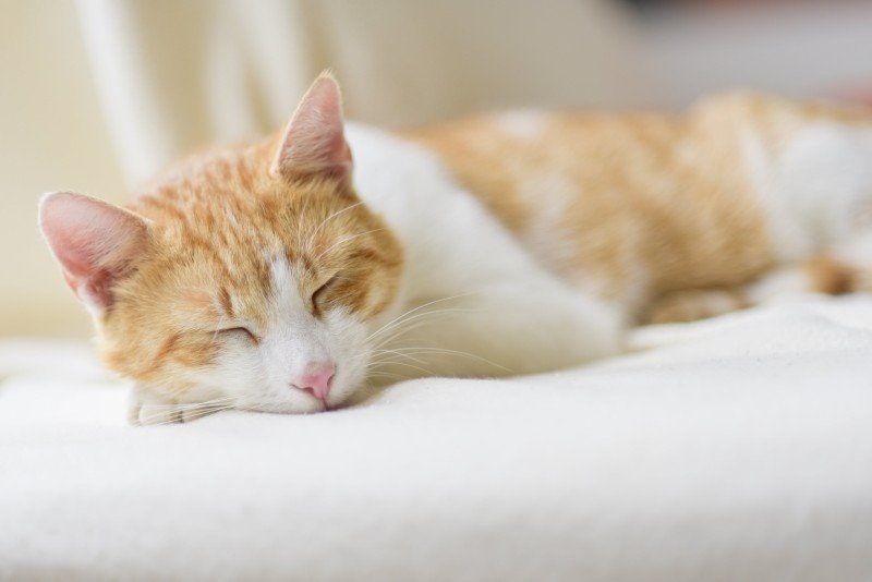 Hjärnblödning katt: Orsaker, symtom och behandling