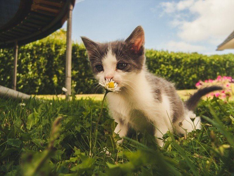 Kattförsäkring: Vad du behöver tänka på