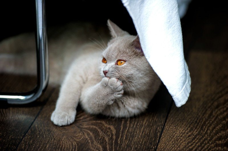 Min katt tvättar sig mycket, vad betyder det?