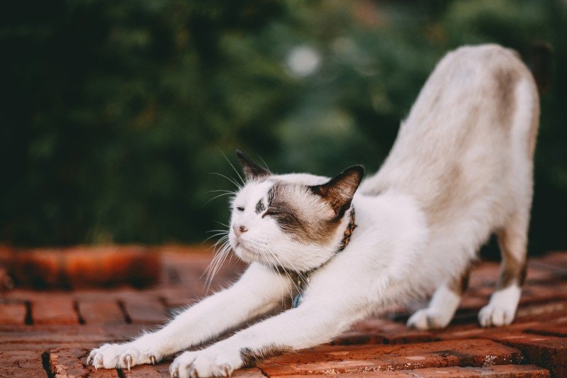 Underviktig katt: Orsaker, symtom och behandling