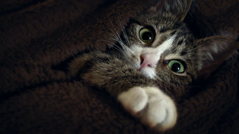 Vad kostar en katt i månaden?