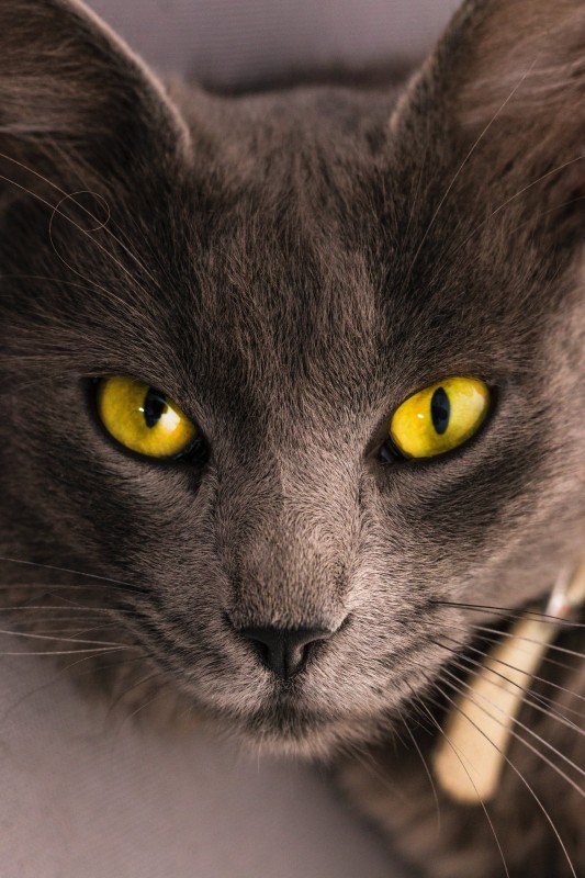 Arg katt: Orsaker, symtom och behandling