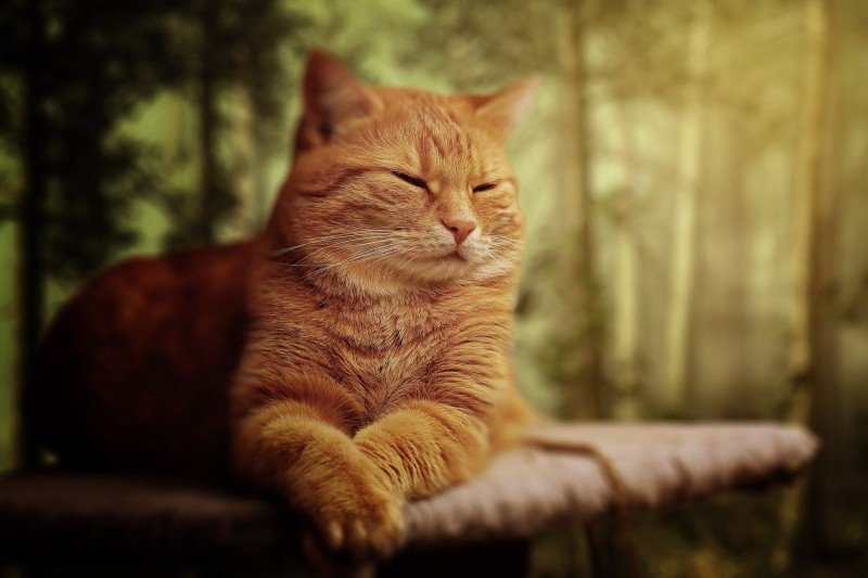 Noskvalster katt: Orsaker, symtom och behandling