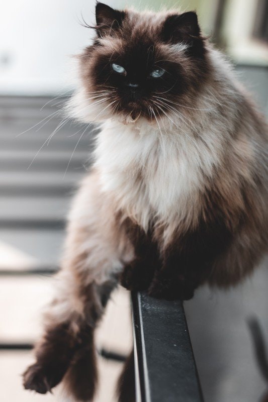 Katt haltar: Orsaker, symtom och behandling