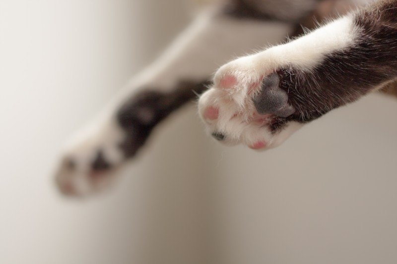 Torra trampdynor katt: Orsaker, symtom och behandling
