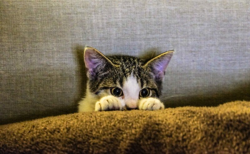 Rädd katt: Orsaker, symtom och lösningar