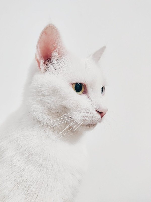 Öronrengöring katt: 5 effektiva tips