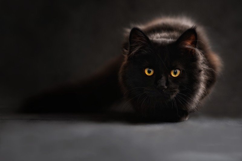 Katt kissar ofta och lite: Orsaker, symtom och behandling