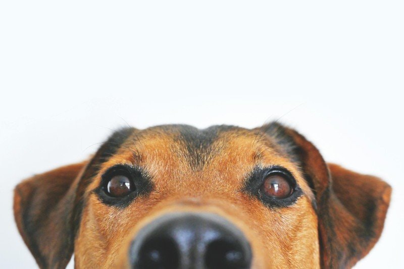 Hundnamn 2024