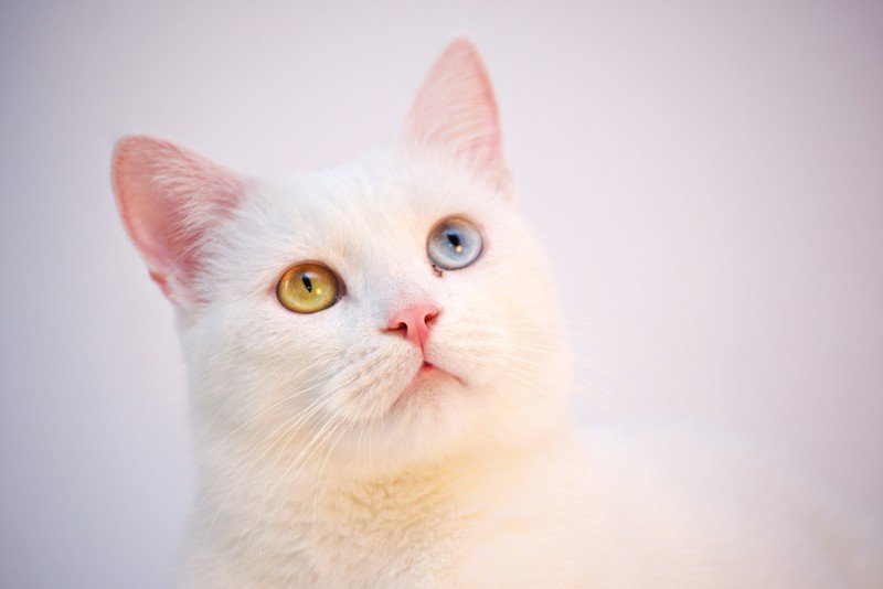 Fettlever katt: Orsaker, symtom och behandling