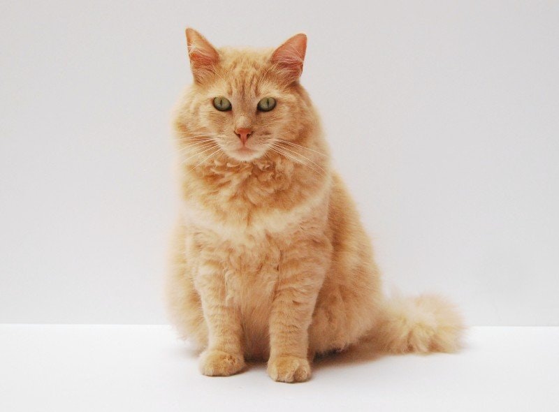 Fettknöl katt: Orsaker, symtom och behandling