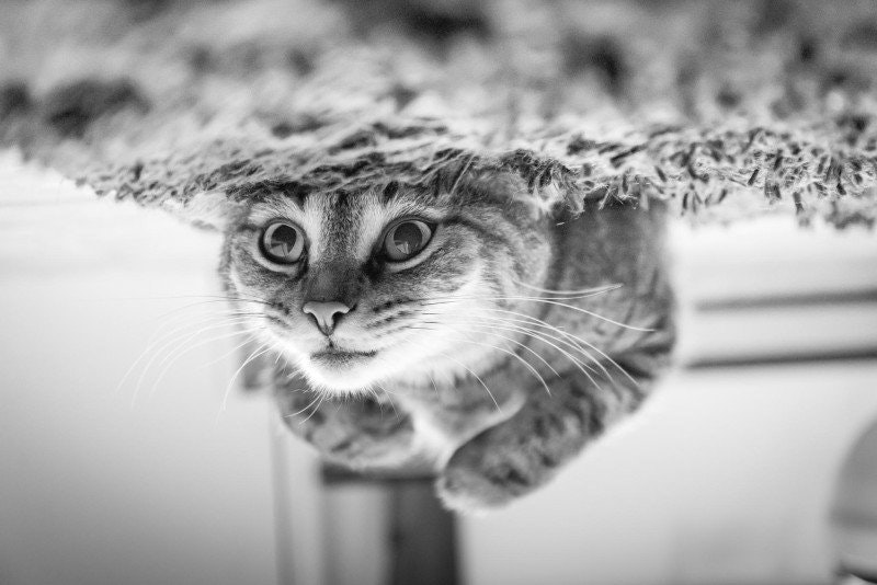 Katt svullen mage: Orsaker, symtom och behandling