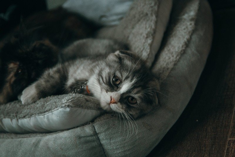 Påkörd katt: Vad du behöver tänka på