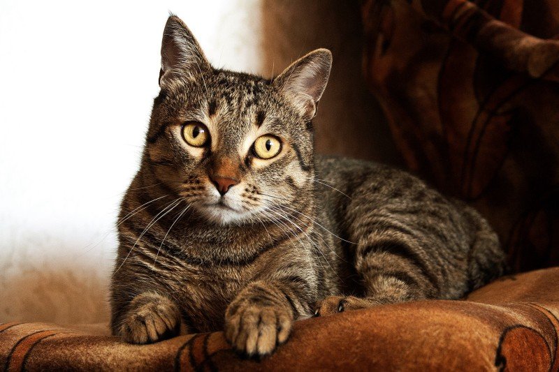 Urinstenar katt: Orsaker, symtom och behandling