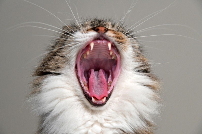 Stomatit katt: Orsaker, symtom och behandling
