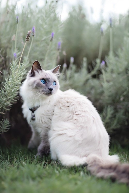 Finns det en allergivänlig katt?