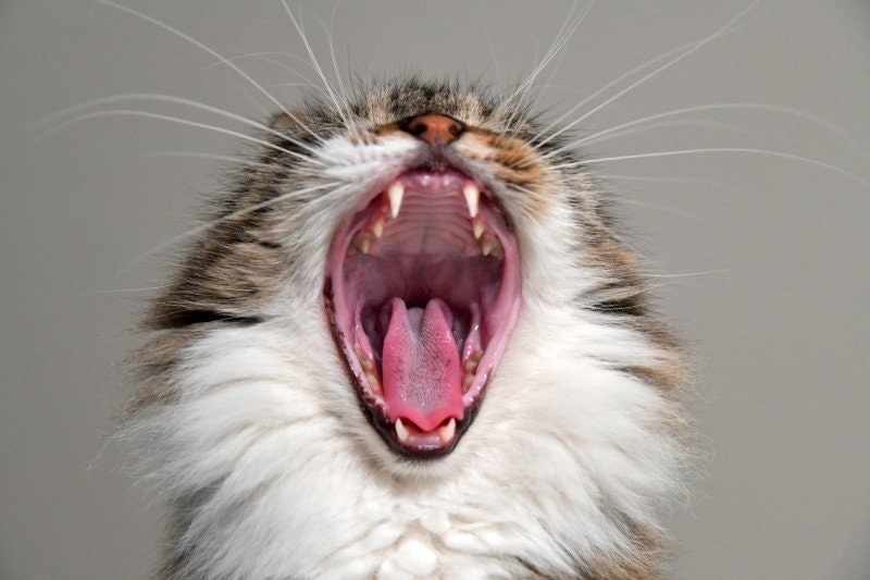 Min katt tappar tänder, varför och vad ska jag göra?