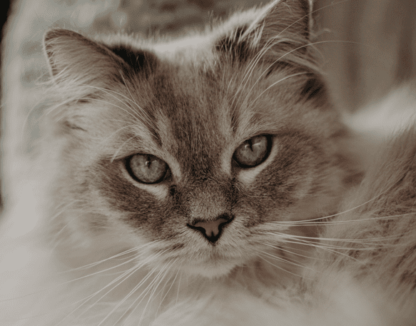 Köpa katt - vad du behöver tänka på