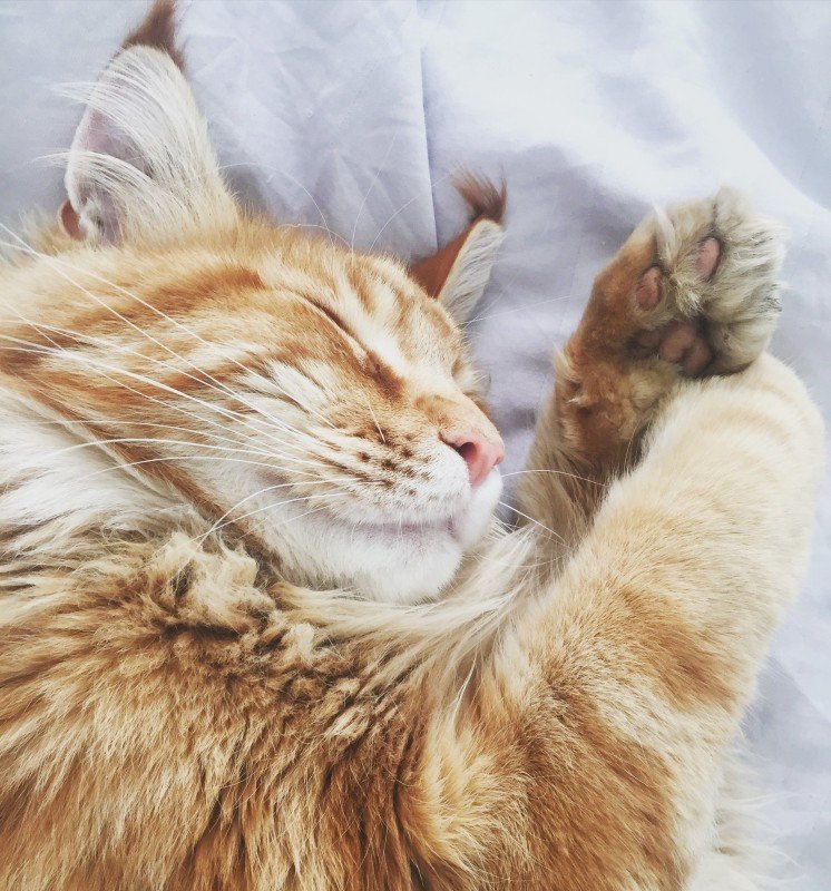 Massage katt: 5 effektiva tips om du vill massera katten