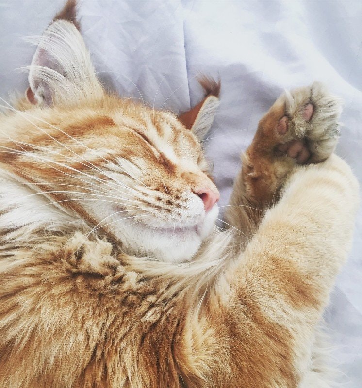 Kattmat utan spannmål