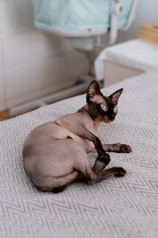 Katt som nyser: anledningar och lösningar