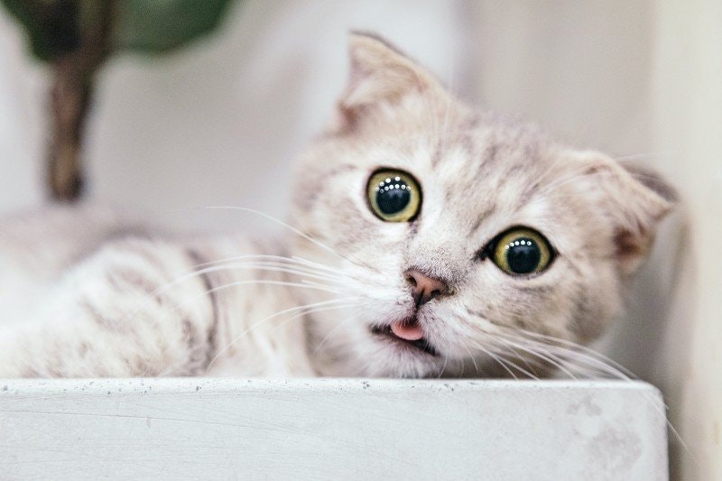 Åksjuk katt: Orsaker, symtom och lösningar