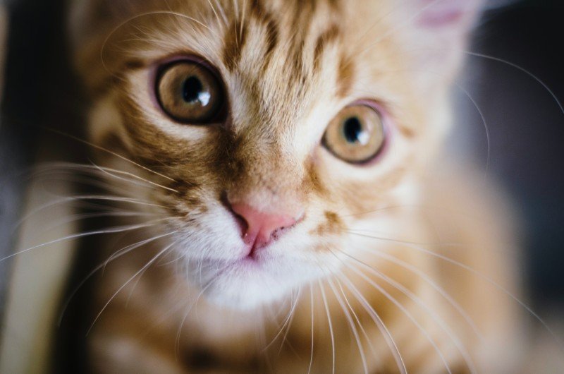 Hypertyreos katt: Orsaker, symtom och behandlingar