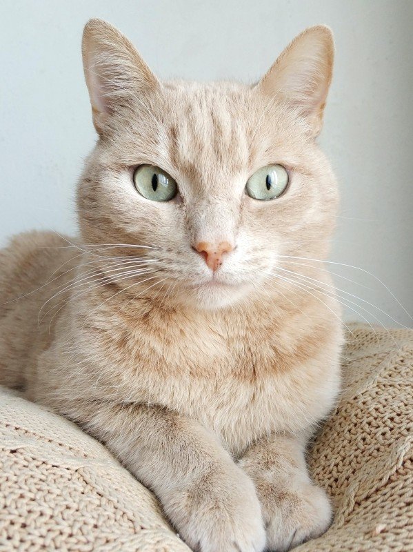 Rinnande ögon katt: Orsaker, symtom och behandling