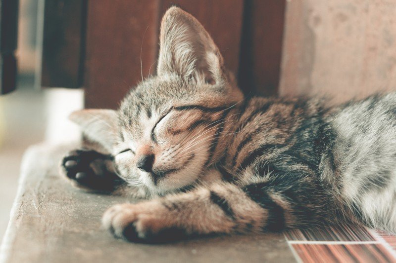 Hur mycket sover en katt?