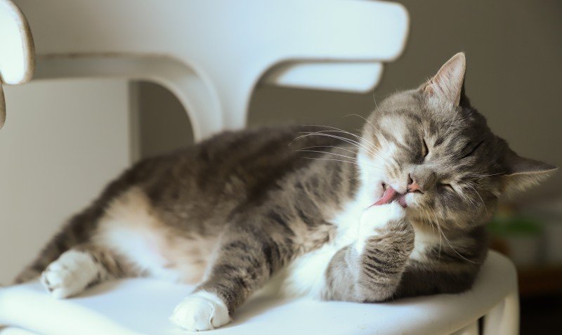 Sjuk katt beteende: 7 vanliga tecken på att katten är sjuk