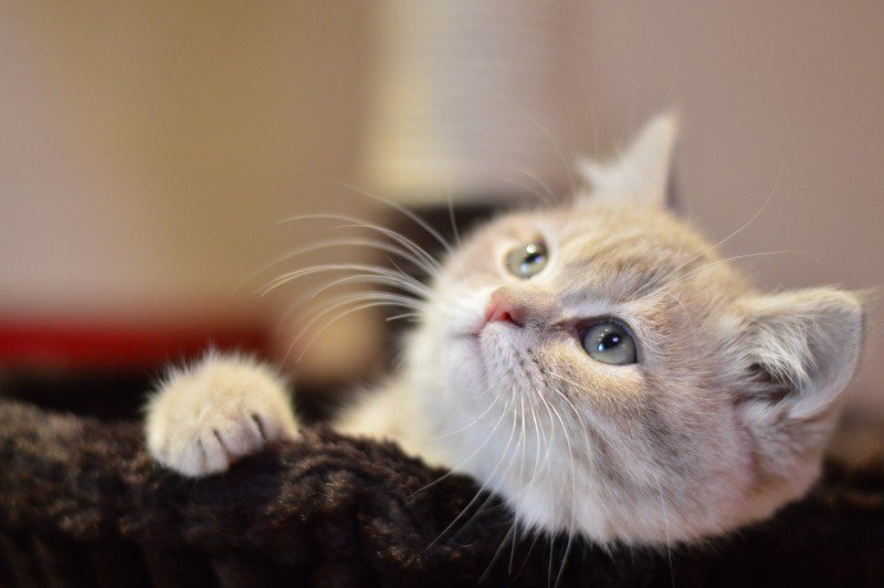 Laxolja katt: Varför, fördelar och biverkningar