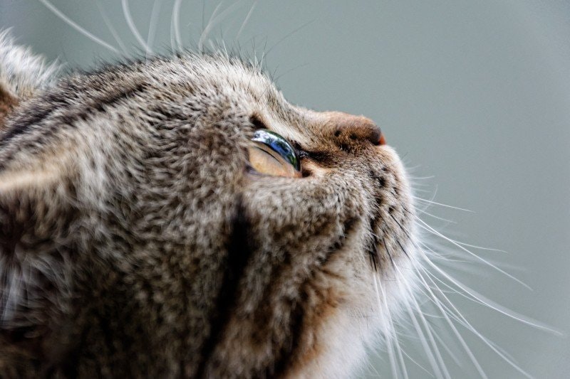 Hur länge klarar sig en katt utan mat och vatten?