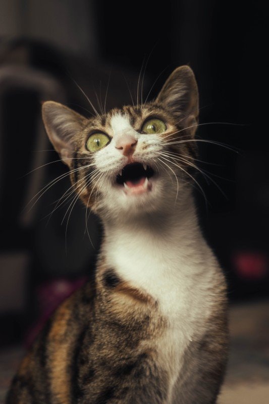 Min katt går runt och gnäller, är det farligt?