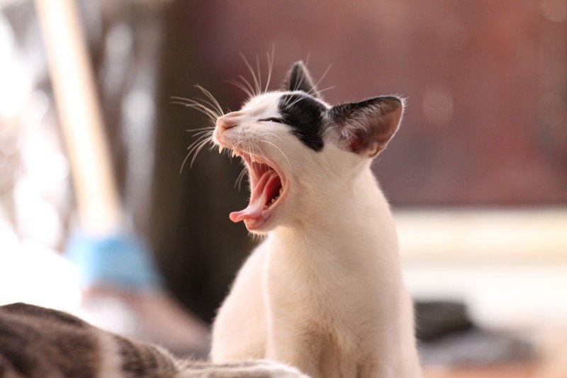 Gammal katt som skriker: Orsaker och lösningar