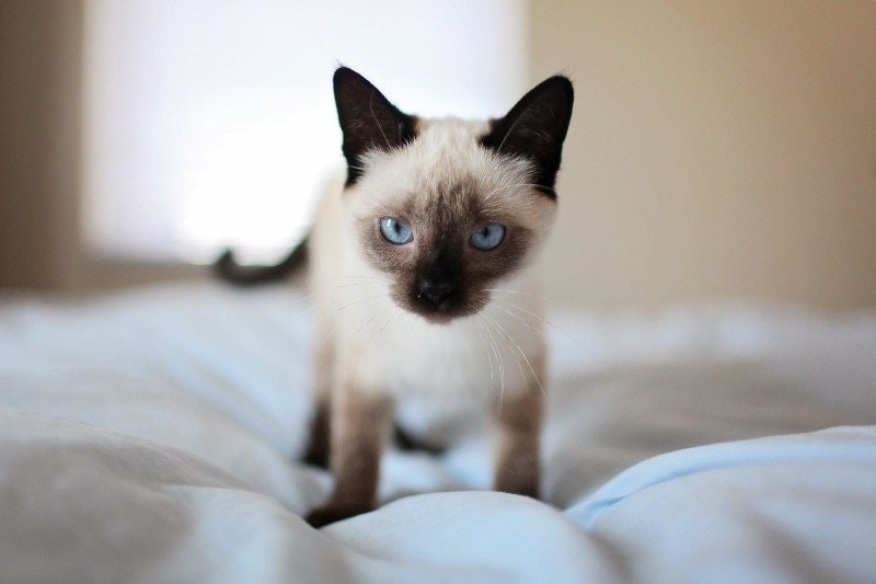 Min katt andas snabbt, vad betyder det?
