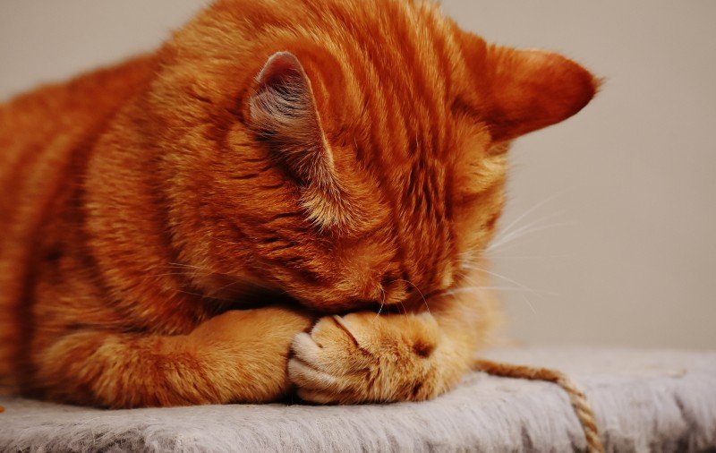 Katt kissar i sängen: Anledningar och lösningar