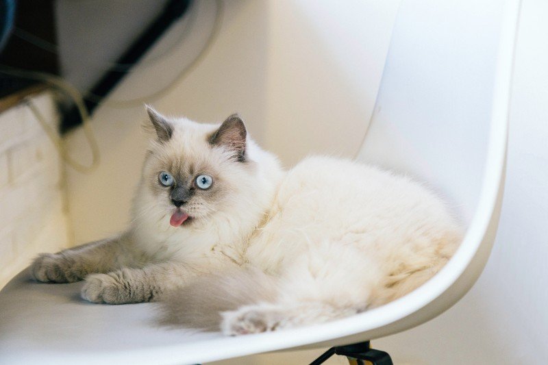 Katt hostar: Orsaker, symtom och behandling