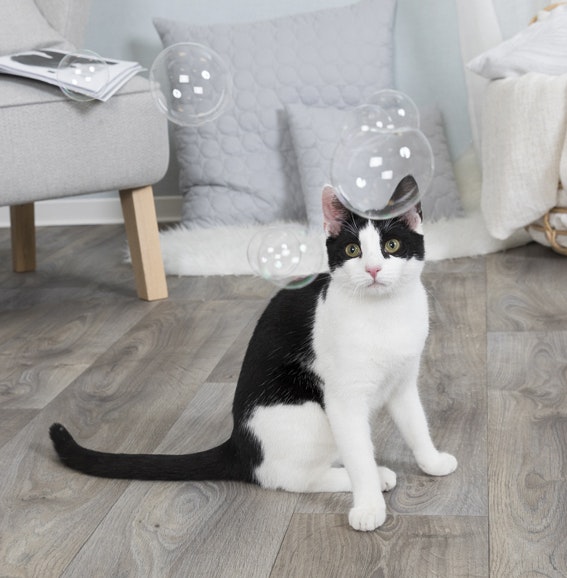 En svart och vit katt som tittar på Trixies kattbubblor.