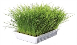 Kattgräs - mjukt och vitaminberikat med odlingslåda - 100 g