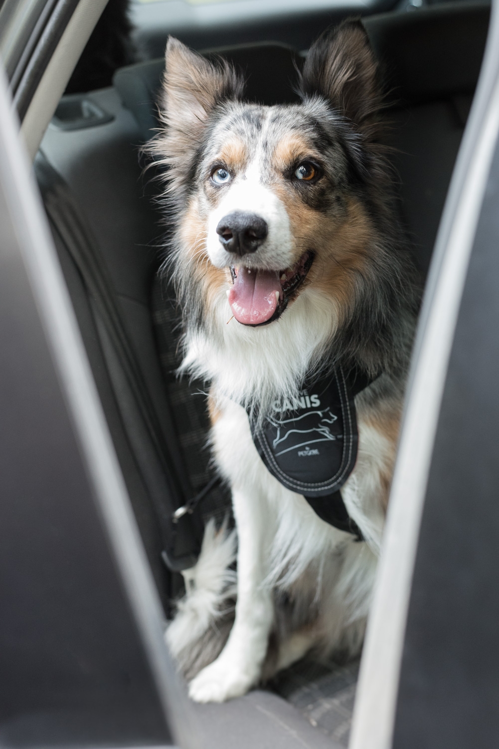 En söt hund som sitter i sin bilsele.