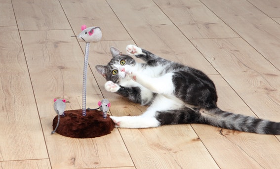 En katt som leker med en kattleksak med tre möss.