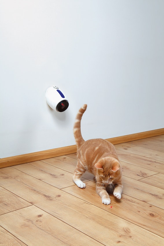 En katt som leker med en automatisk laserpekare.