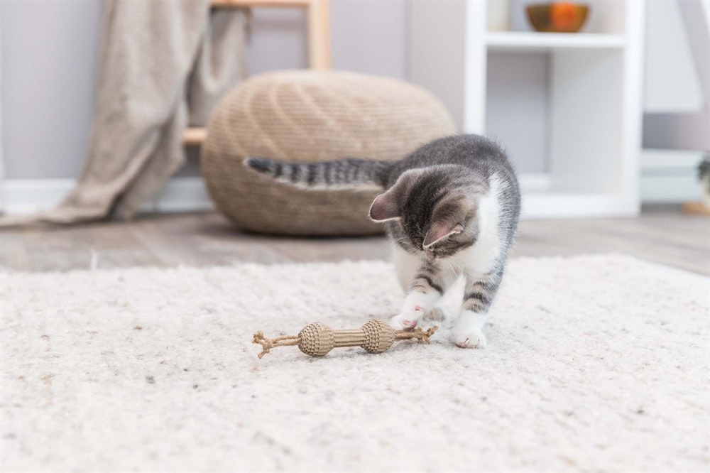 Katt som leker med kattleksak i wellpapp/hampa.