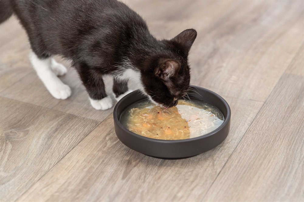 En katt som äter laxsoppa.