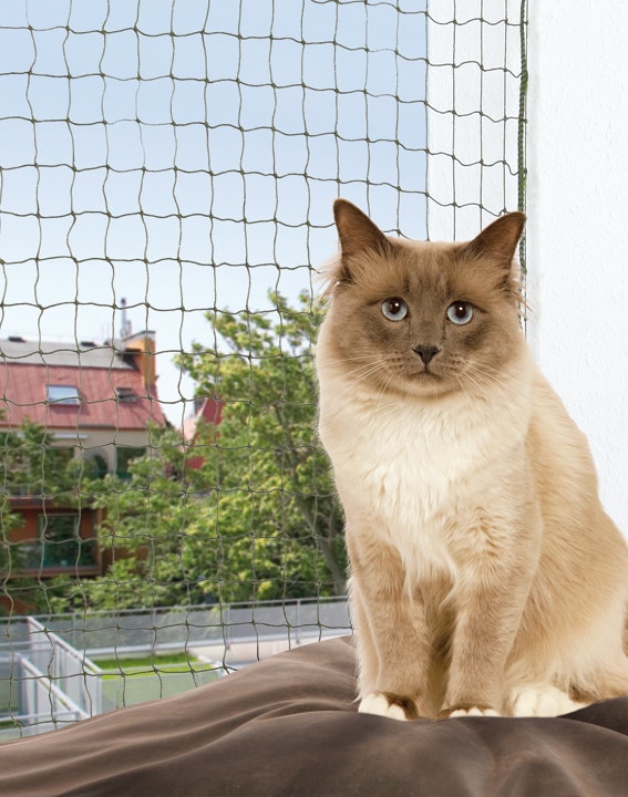 En söt liten katt som sitter vid nätet.
