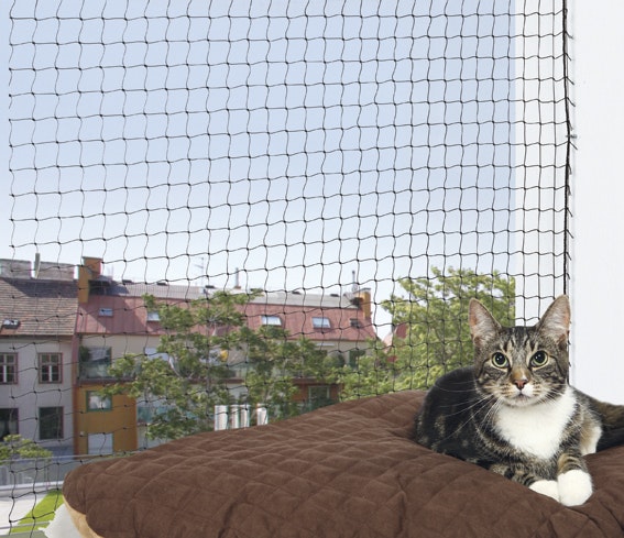 En söt liten katt som sitter vid nätet.