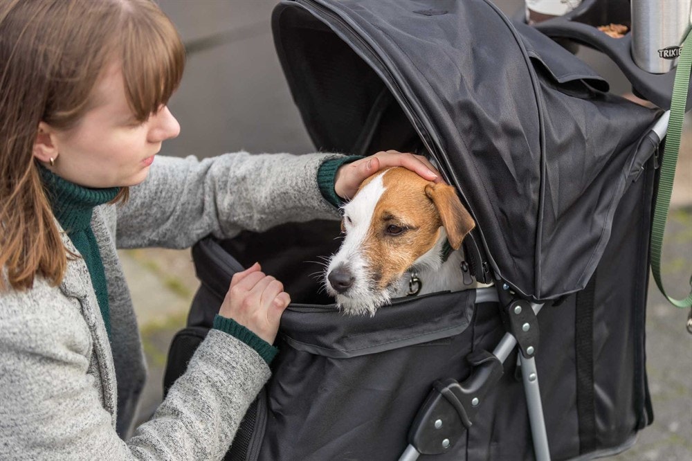 En liten söt hund som sitter i en svart hundvagn och blir klappad på huvudet.