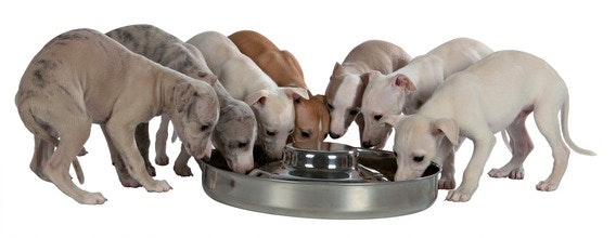 Massa hundvalpar som står och äter ur en rostfri valpbar.