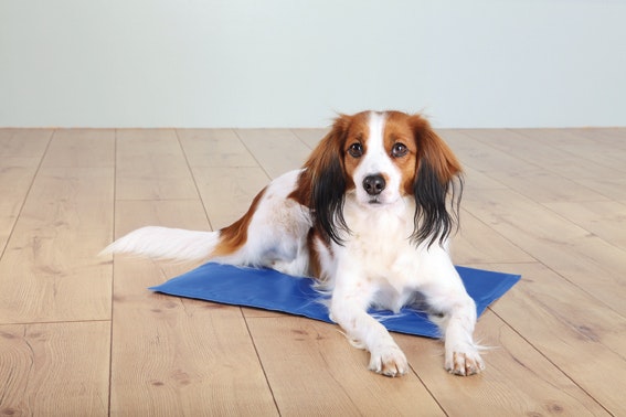 En söt liten hund som ligger och kyler ner sig på en kyldyna.